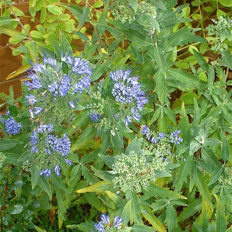 Caryopteris x clandonensis Heavenly Blue