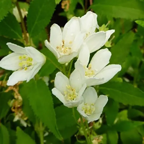 Deutzia gracilis Nikko