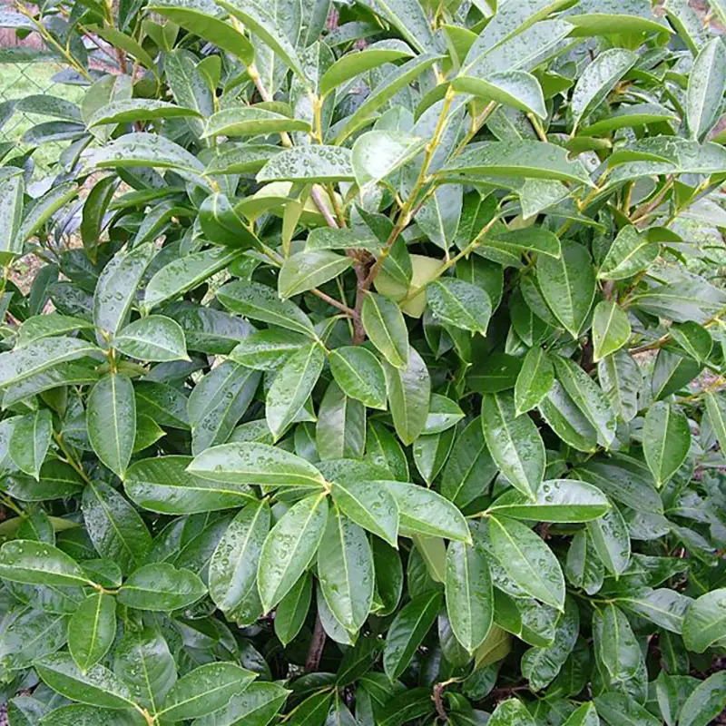 Prunus laurocerasus Caucasica Dart\