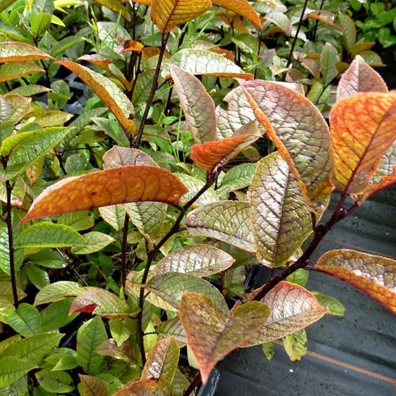 Prunus padus Colorata