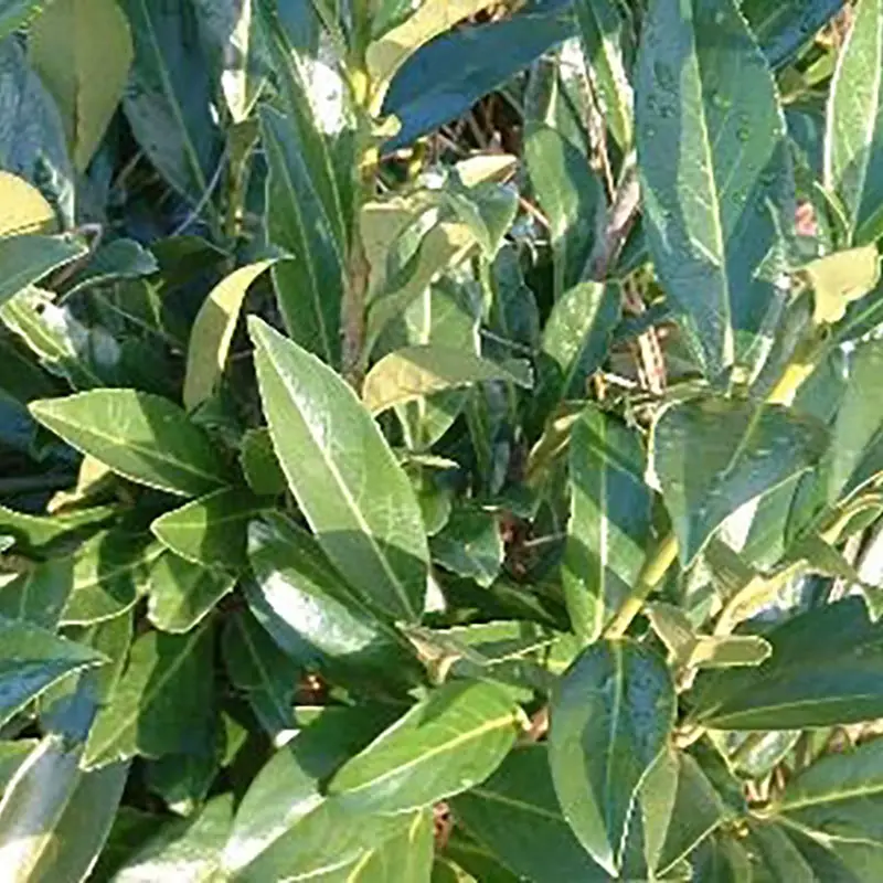 Prunus laurocerasus Otto Luyken