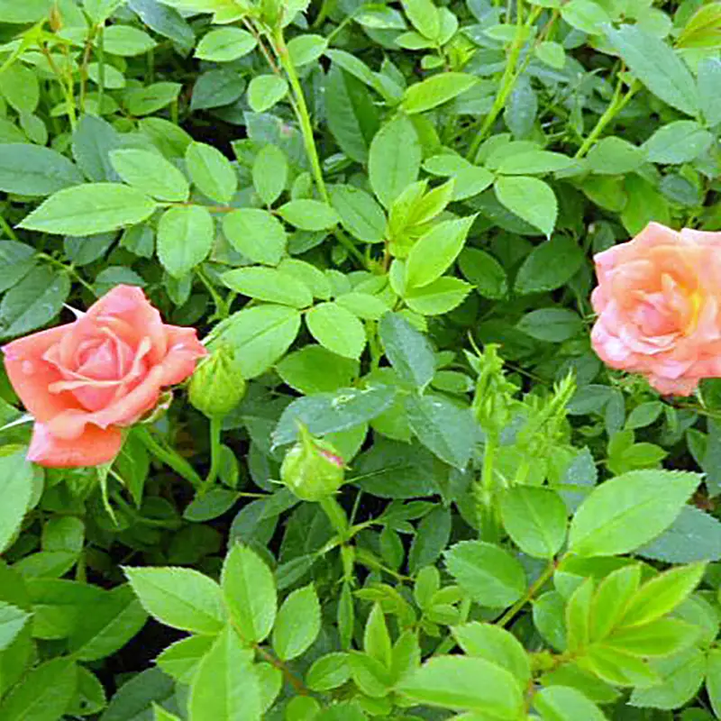 Rosa The Fairy Orange