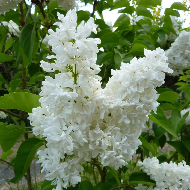 Syringa vulgaris Madame Lemoine (Plant greffé)