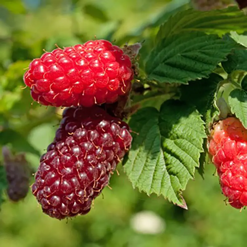 Mure framboise ou Tayberry
