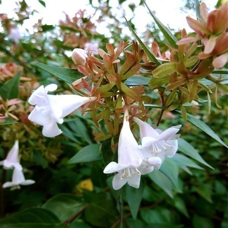 Abelia x grandiflora - Abelia à grandes fleurs