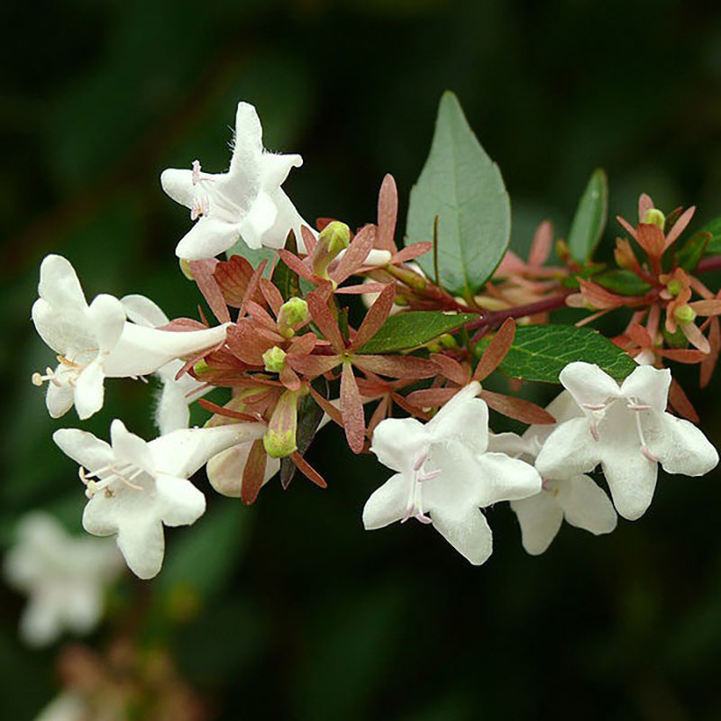 Abelia x grandiflora Prostrata