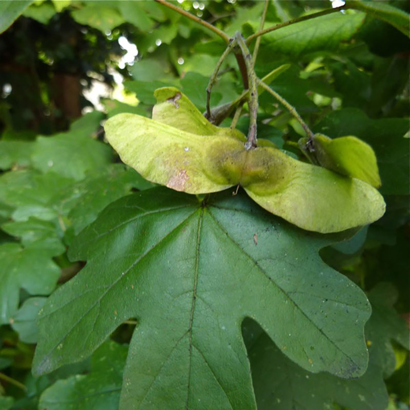 Acer campestre - Erable champêtre - Auzerelle