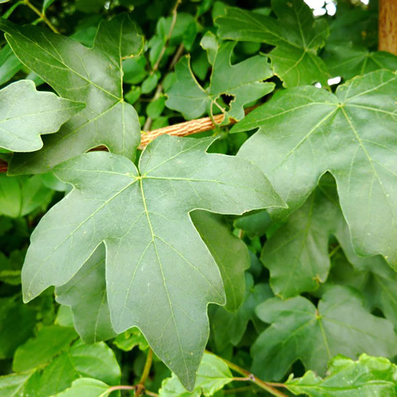 Acer campestre - Erable champêtre - Auzerelle