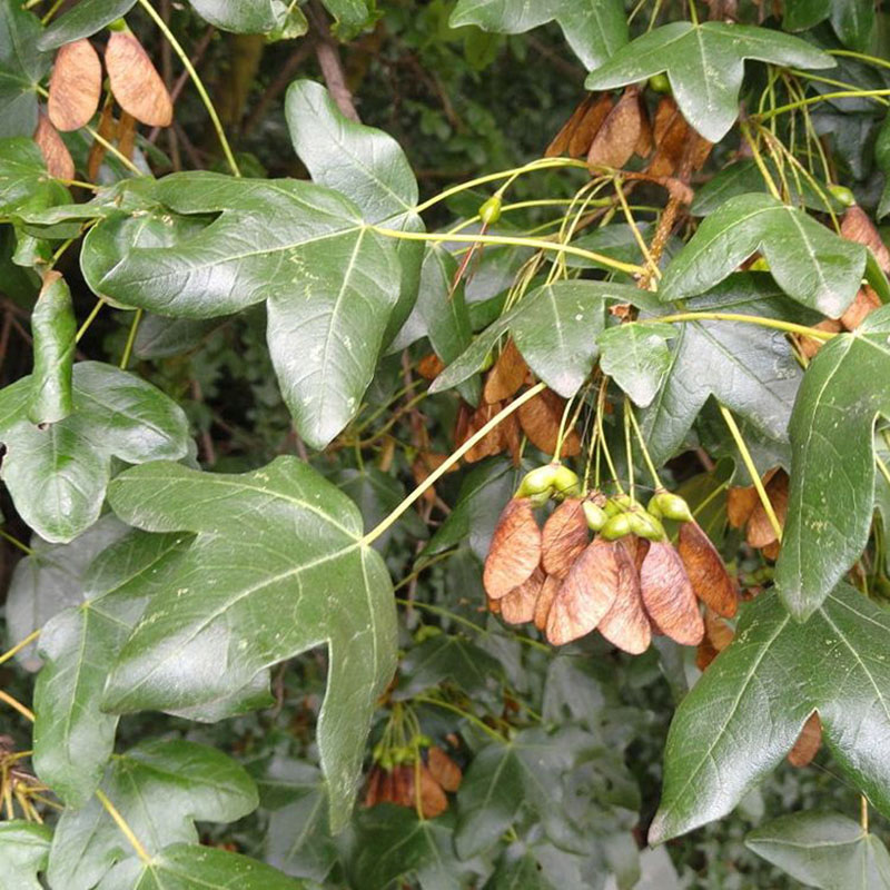 Acer monspessulanum - Erable de Montpellier