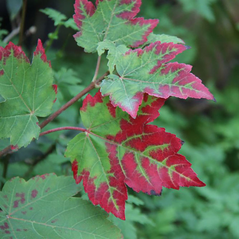 Acer rubrum October Glory - Erable rouge du Canada