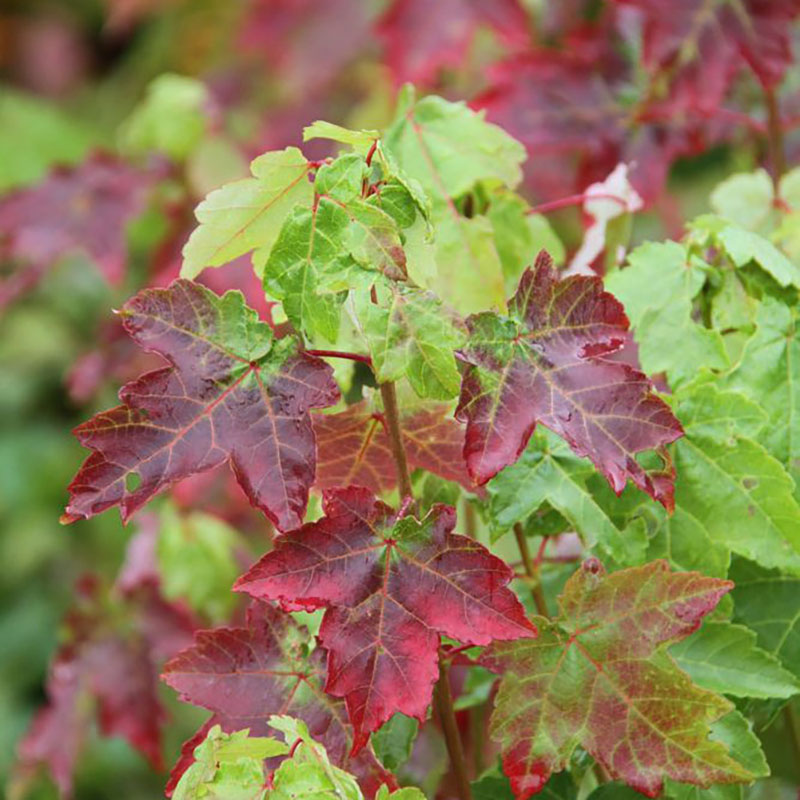Acer rubrum October Glory - Erable rouge du Canada