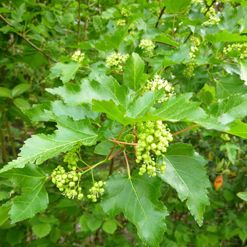 Acer ginnala - Erable du fleuve Amour - Erable de Mandchourie