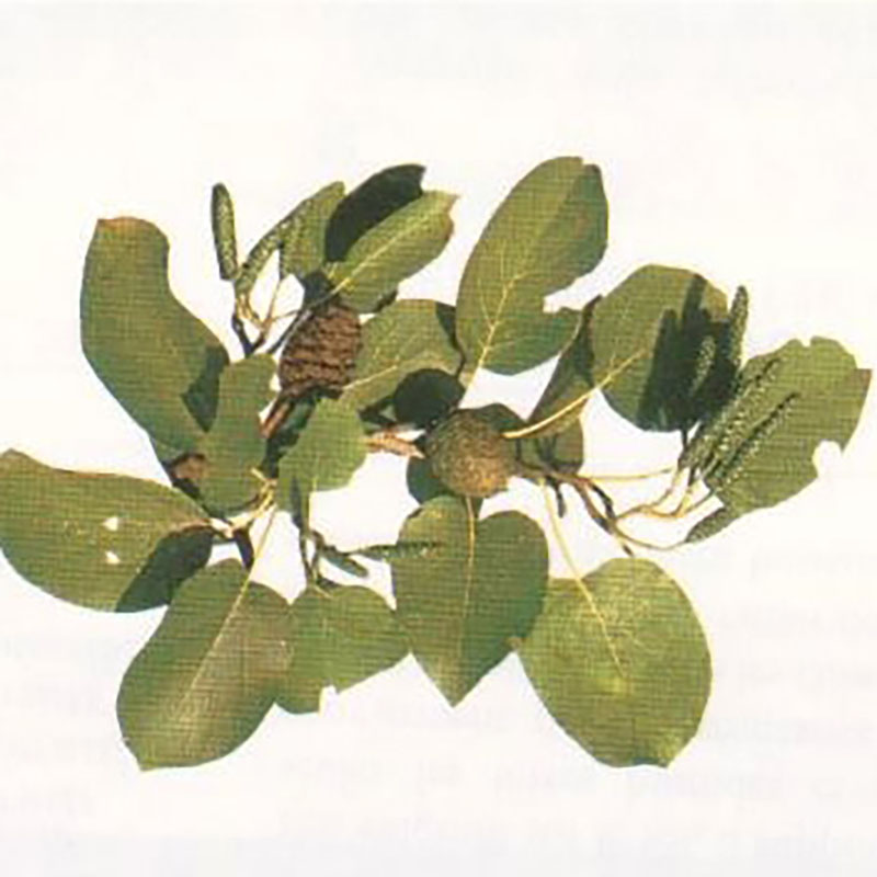 Alnus cordata - Aulne de Corse - Aulne à feuilles en coeur 
