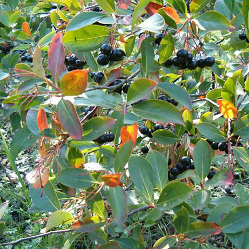 Aronia melanocarpa Nero - Aronie à fruits noirs - Aronia
