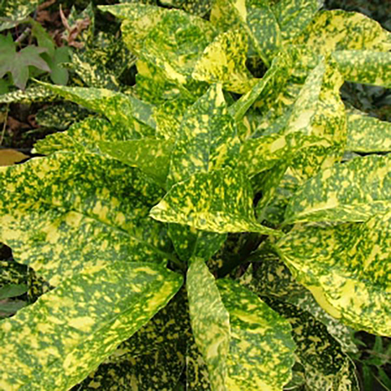 Aucuba japonica Crotonifolia - Aucuba panaché