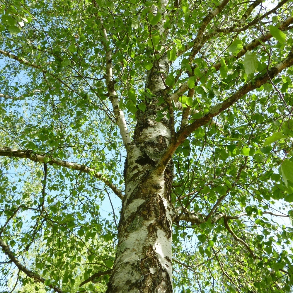 Betula verrucosa - Bouleau blanc commun