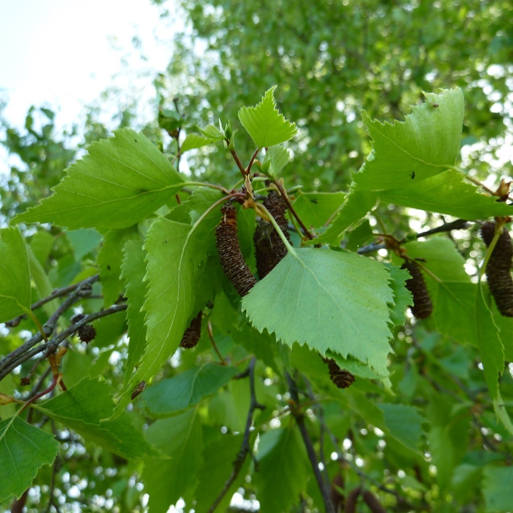 Betula verrucosa - Bouleau blanc commun