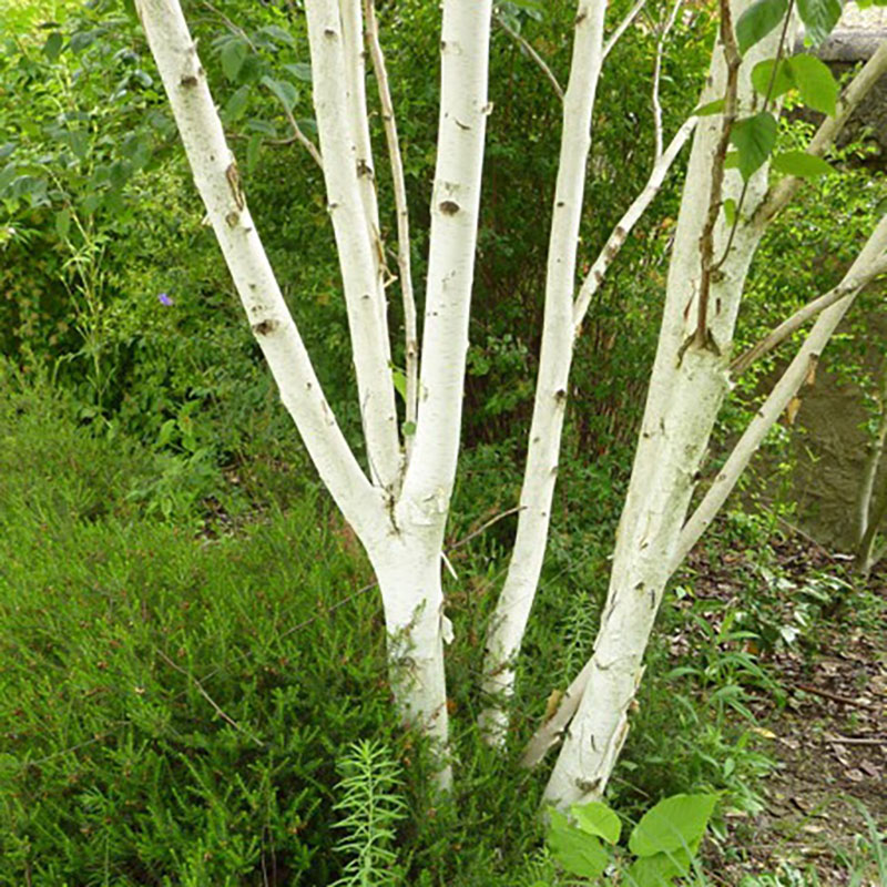 Betula utilis - Bouleau de l'Himalaya