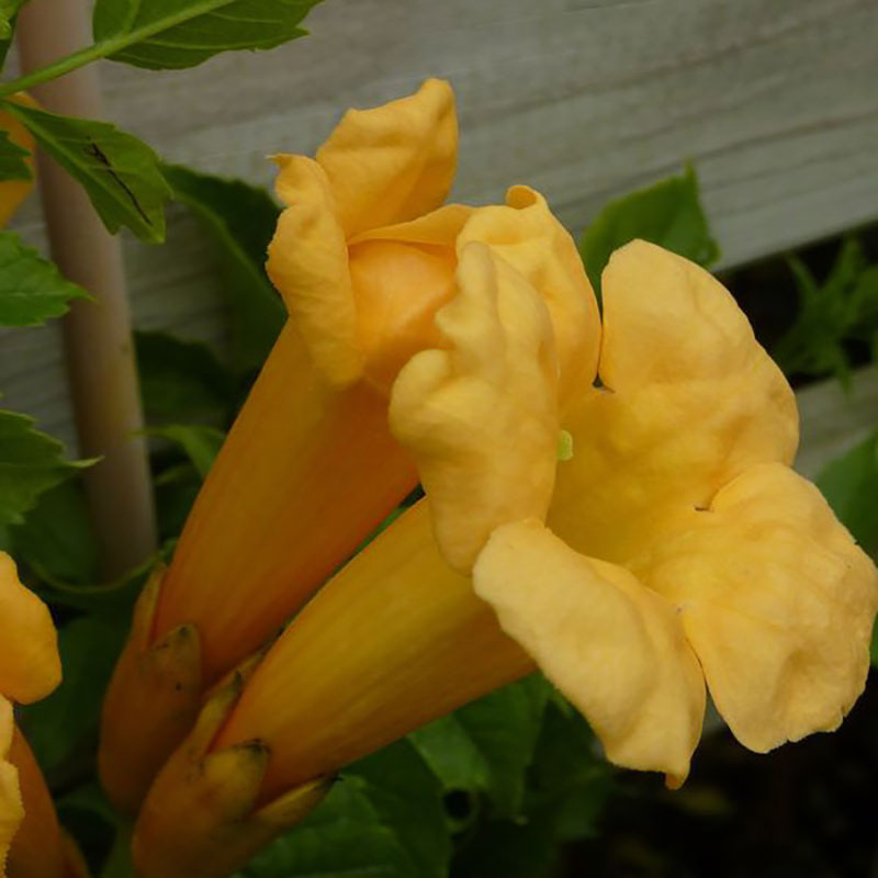 Campsis radicans Flava - Bignone ou jasmin de Virginie