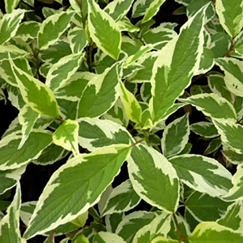 Cornus alba Sibirica Variegata - Cornouiller blanc