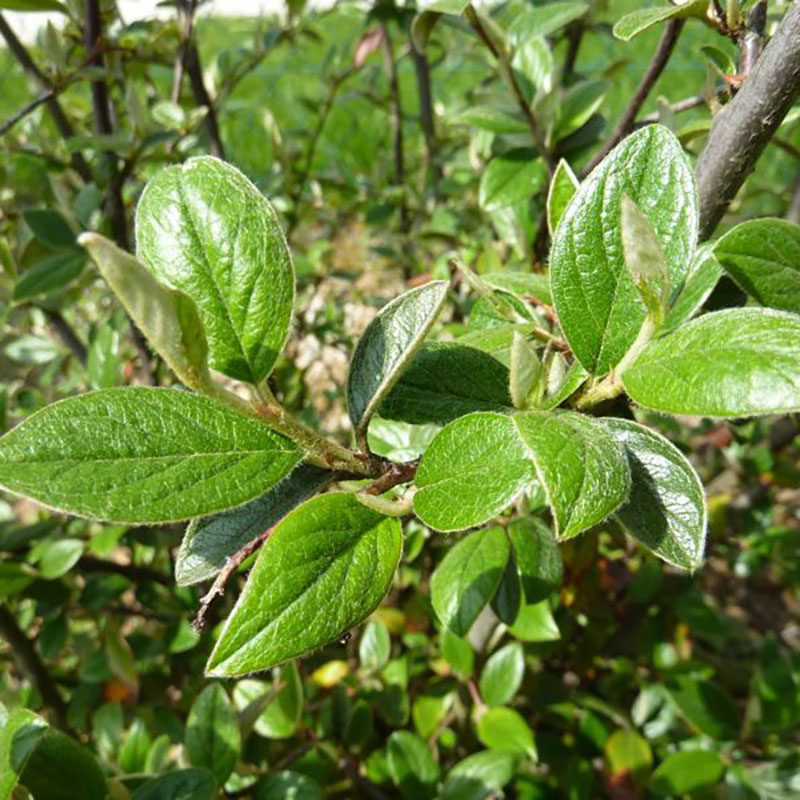 Cotoneaster franchetii - Cotoneaster de Franchet ou cotoneaster arbustif