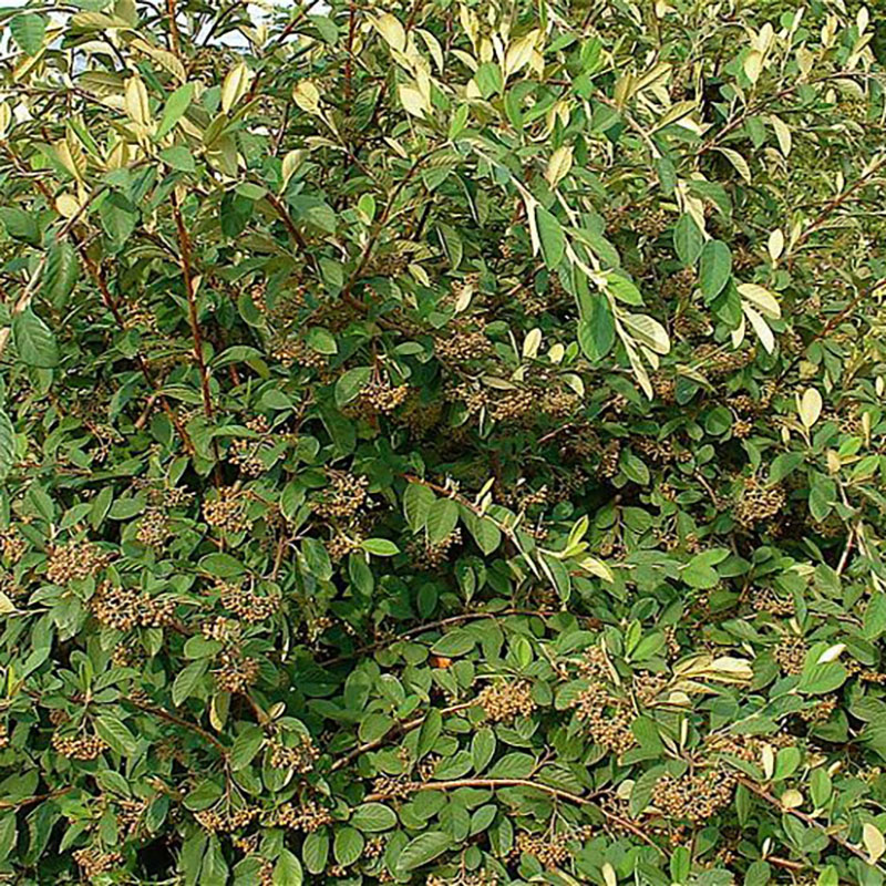 Cotoneaster lacteus - Cotoneaster à grandes feuilles - Cotoneaster laiteux 