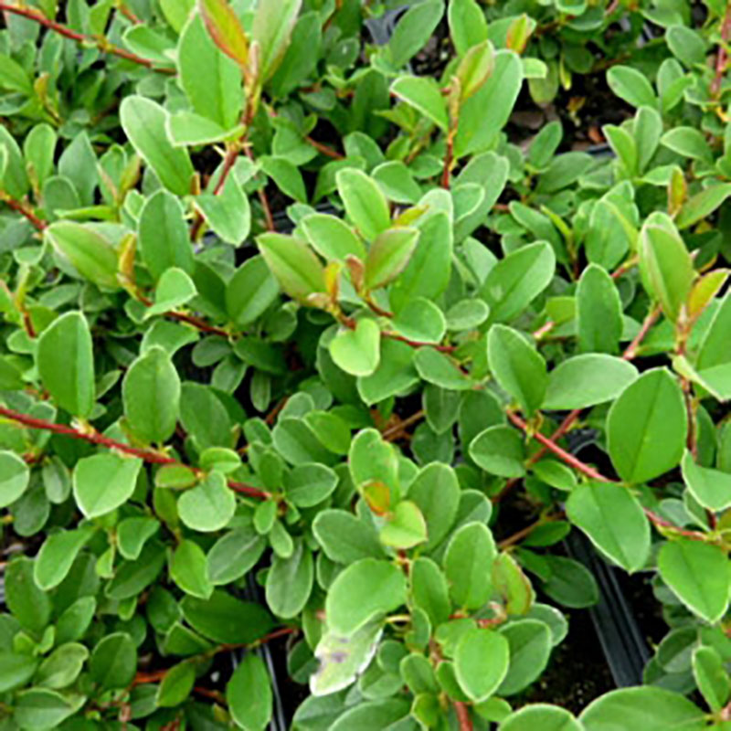 Cotoneaster dammeri Eichholz - Cotoneaster arbustif