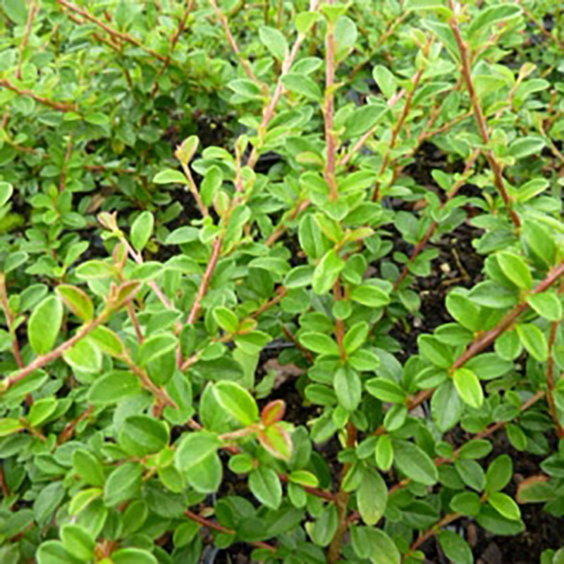 Cotoneaster dammeri Green Carpet - Cotoneaster arbustif
