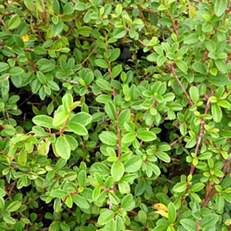 Cotoneaster dammeri Skogholm - Cotoneaster arbustif