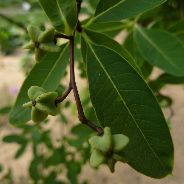 Exochorda x macrantha - Buisson de perles