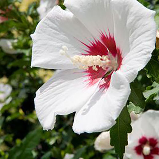 Hibiscus syriacus Red heart