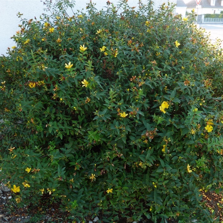 Hypericum Hidcote - Millepertuis arbustif