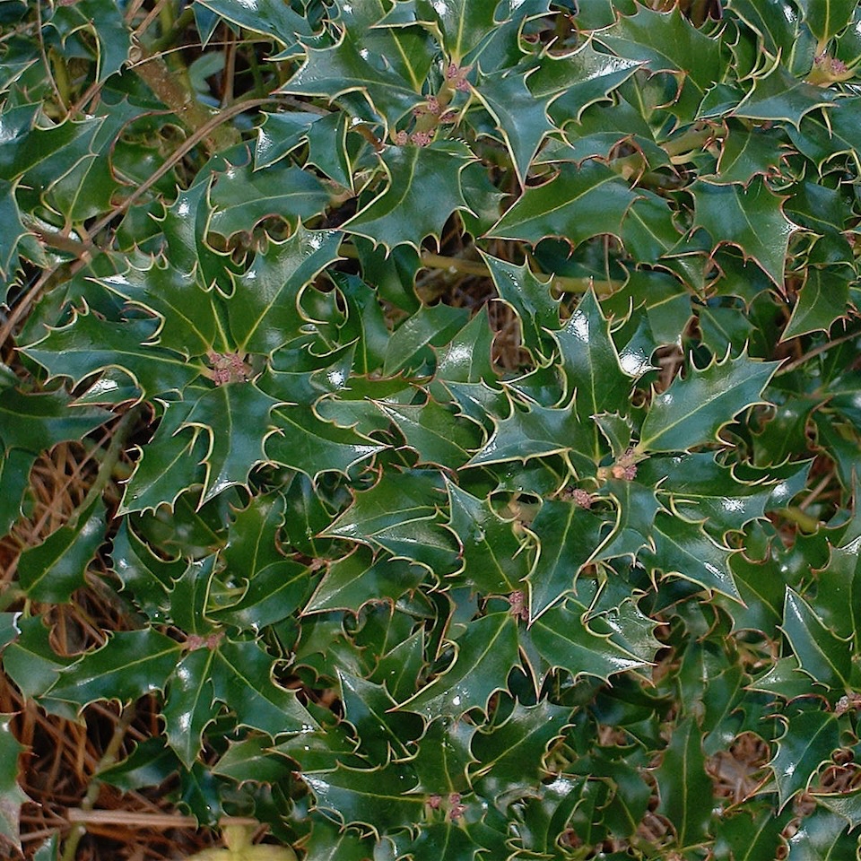 Ilex aquifolium Alaska - Houx vert