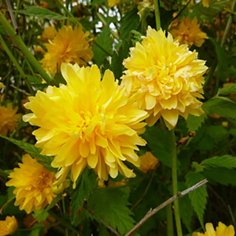 Kerria japonica Flore Pleno