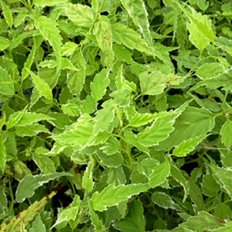 Kerria japonica Picta - Corête du Japon