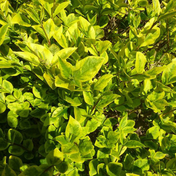 Ligustrum ovalifolium Aureum - Troène de Californie doré