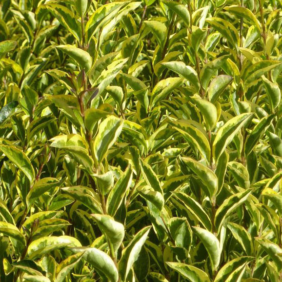 Ligustrum ovalifolium Aureum - Troène de Californie doré