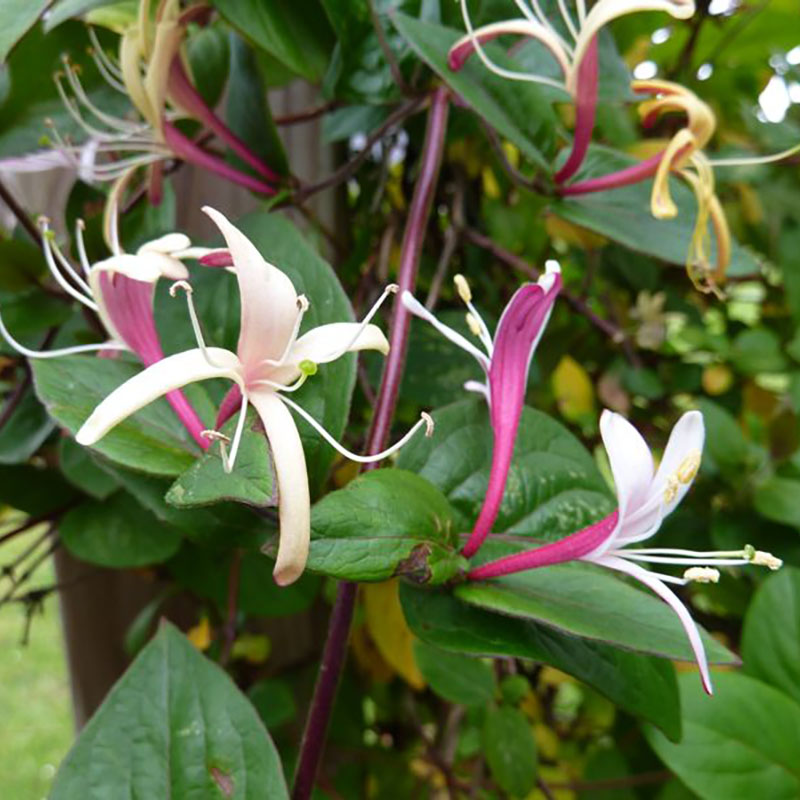 Lonicera japonica chinensis - Chevrefeuille