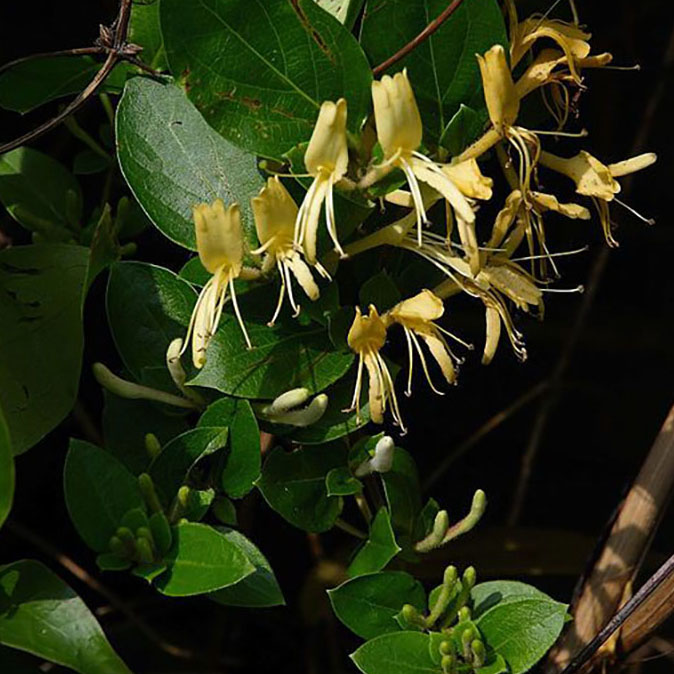 Lonicera japonica Hall's Prolific - Chevrefeuille