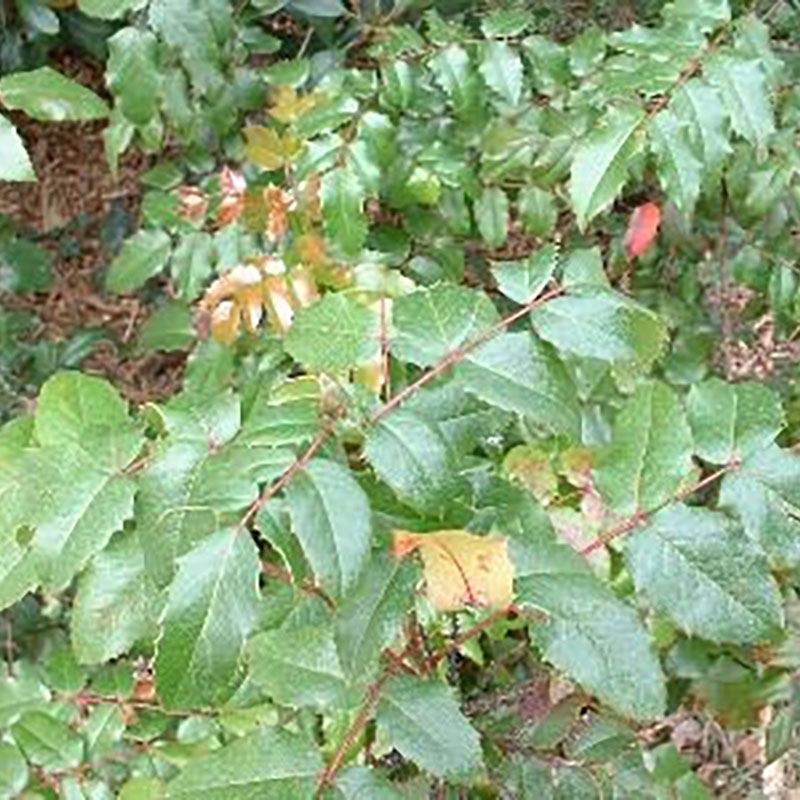 Mahonia aquifolium - Mahonia à feuilles de houx