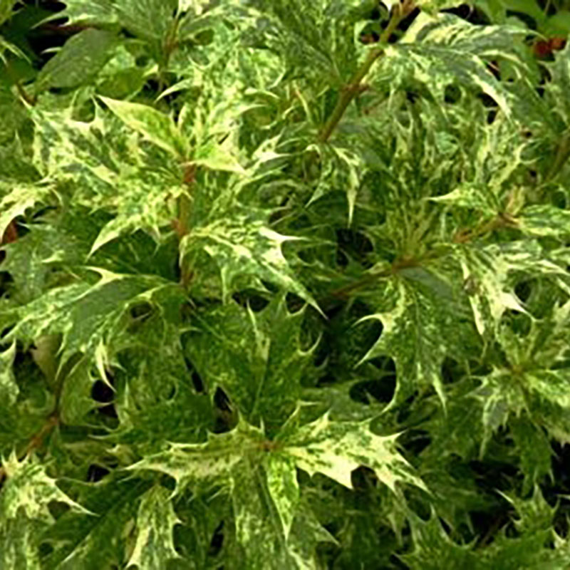 Osmanthus heterophyllus Goshiki - Osmanthe à feuilles de houx 