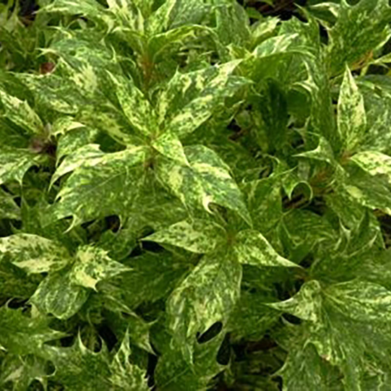 Osmanthus heterophyllus Goshiki - Osmanthe à feuilles de houx 