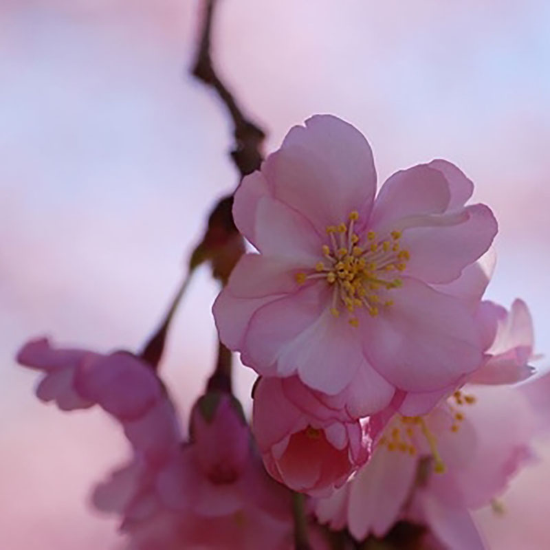 Prunus Accolade - Cerisier à fleurs - Cerisier du Japon