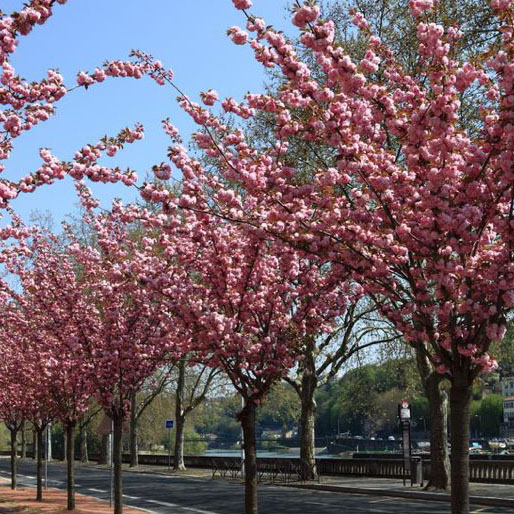 Prunus Serrulata Kanzan Cerisier A Fleurs Ou Cerisier Du Japon Sur