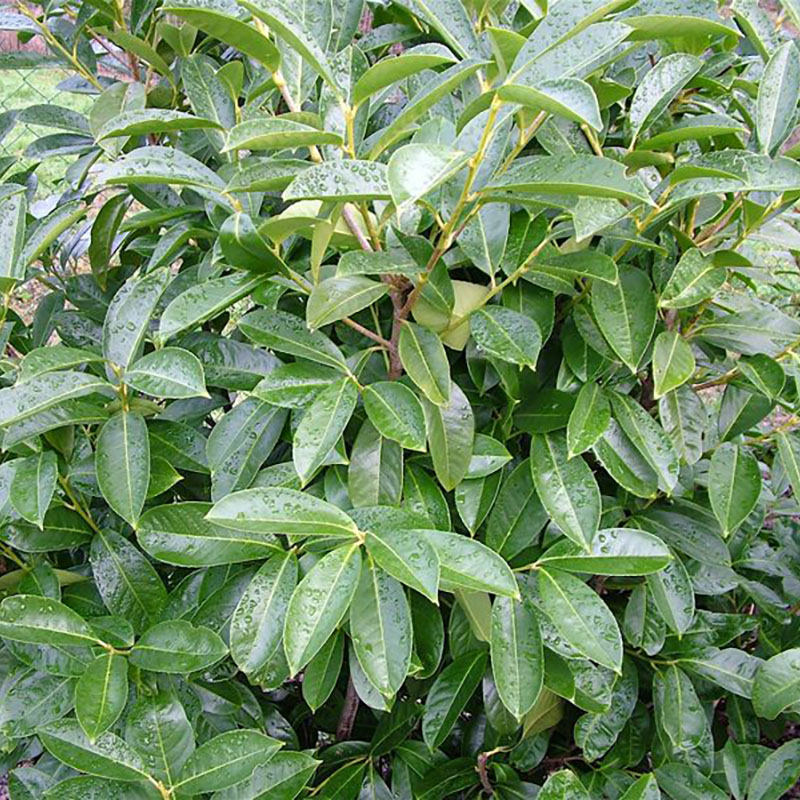 Prunus laurocerasus Caucasica Dart's - Laurier palme - Laurier du Caucase - Laurier cerise