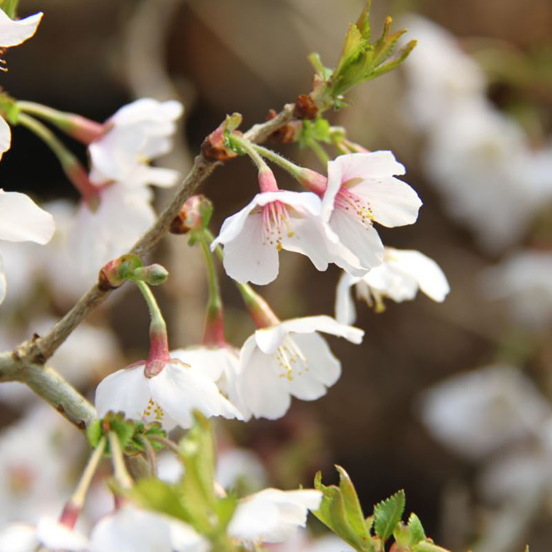 Prunus incisa Kojo No Mai - Cerisier à fleurs du Japon Kojo No Mai