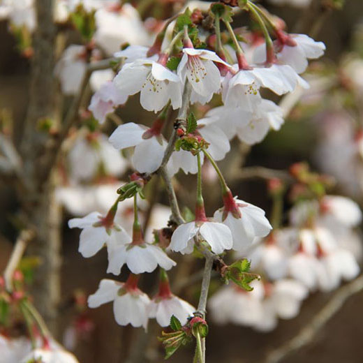 Prunus incisa Kojo No Mai - Cerisier à fleurs du Japon Kojo No Mai