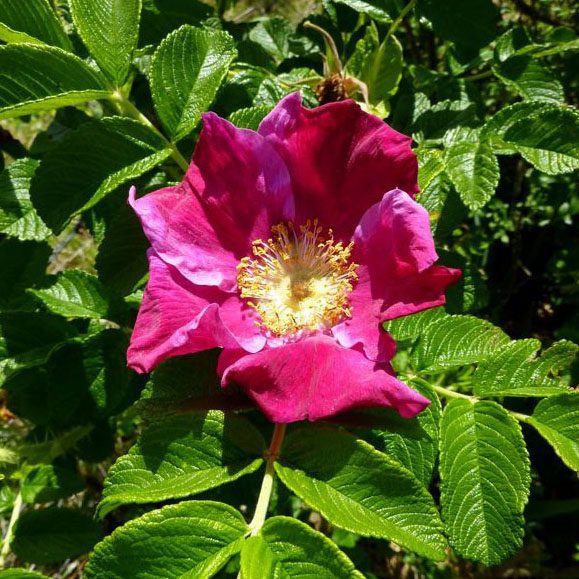 Rosa rugosa Rubra - Rosier rugueux - Rosier du Japon