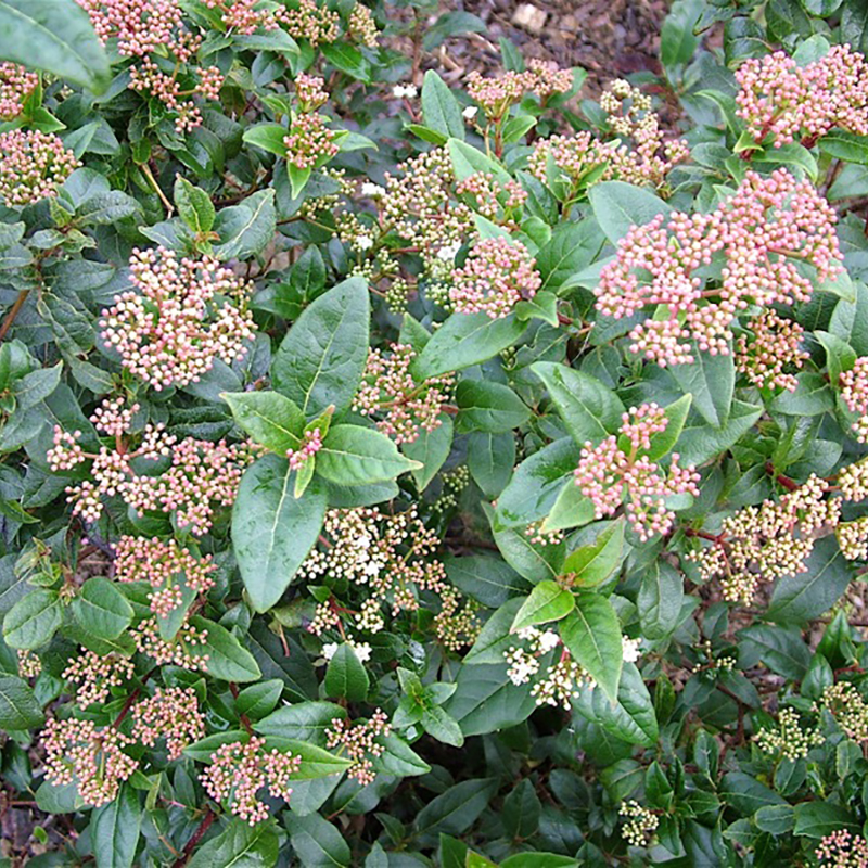 Viburnum tinus - Laurier-tin - Viorne-tin