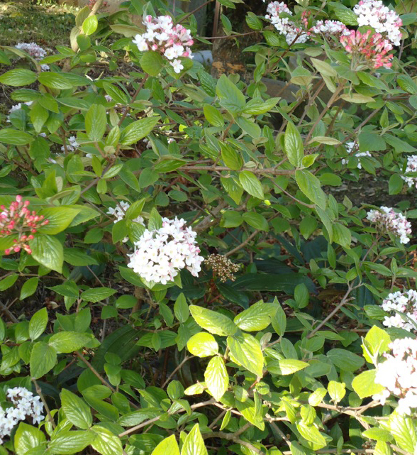 Viburnum x burkwoodii - Viorne persistante